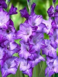 Eastern Gladiolus
