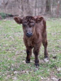 Our New Calf