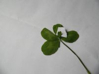 5 leaf clover
