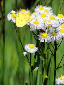 butterfly and daisies