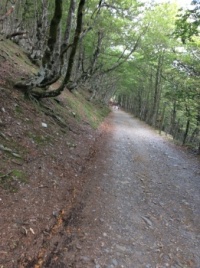 The part of Camino francais