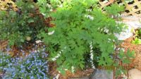 White Bleeding Heart