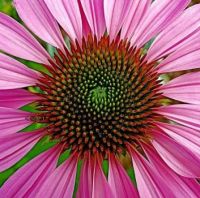 A purple coneflower daisy