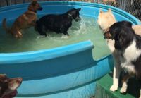 Doggy Pool Party