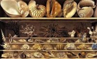 Alexandre Isidore Leroy de Barde  - Selection of Shells Arranged on Shelves / Detail