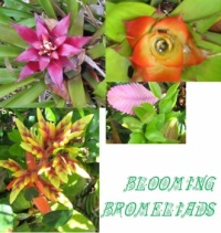 blooming bromeliads