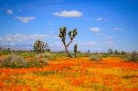 Antelope Valley Flowers and Joshua Trees