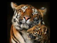 tigress with cub