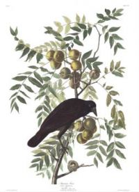 J.J.Audubon - American Crow (plate 156)