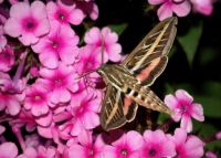 White-lined Sphinx Moth (harder)