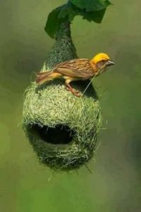 Even een nest bouwen, is even werk maar dan heb je ook wat.