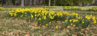 A Swath of Daffodils, Tower Grove Park, St. Louis, MO