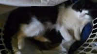 Kitty Kat - Little Percy's birthday
