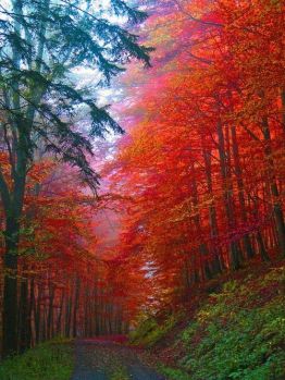 Autumn Forest, Saxony, Germany