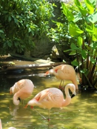 Trio of Flamingos