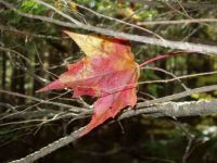 Fall in the White Mountains