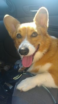 Leko in Car