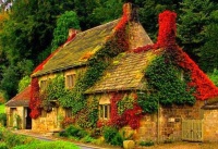 Cottage covered in ivy