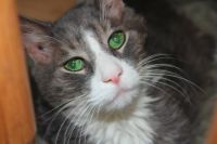 In loving Memory of Boots