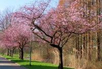 Japanese cherry trees along the street (sierkersbloesem)