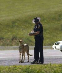 Mr Cheetah, do you know what the speed limit is here?