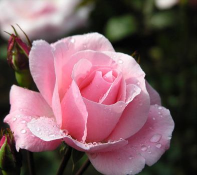 Pink Rose (Jun17P02)