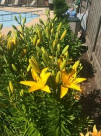 Lily