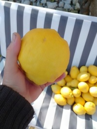 Big lemon