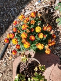 My bonus bush . . . . .