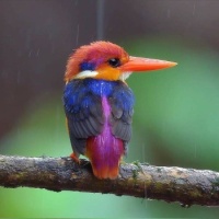 How does such a small bird have so many colors?