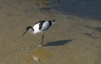 Avocet