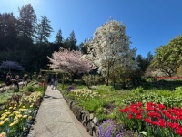 Butchart Gardens in the spring