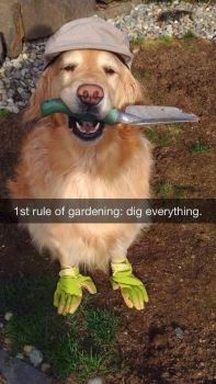 Gardening Dog