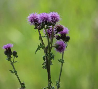 Thistle, aphids and an ant