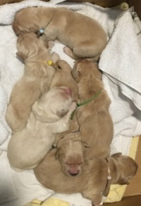 Six new puppies