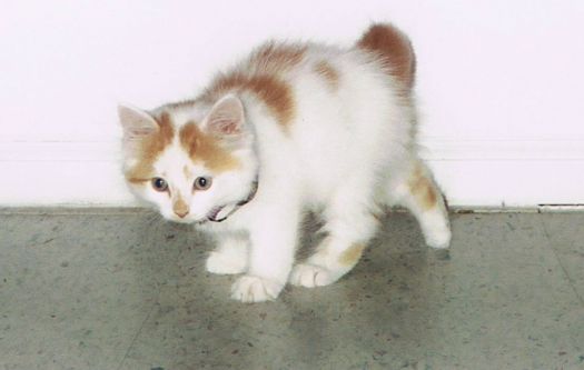 PUMPKIN