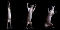 sphynx-cat-photos-by-alicia-rius-26__880