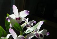 Dendrobium