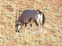 Oryx (Gemsbock) in South Africa