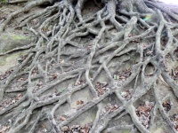 Roots Challenge