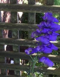 Blue monkshood Vancouver