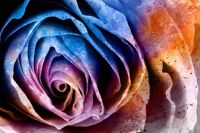 Acrylic Rose Macro