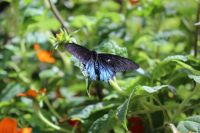 Pipevine Swallowtail- Powell Gardens
