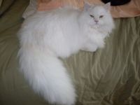 Jack's Tail