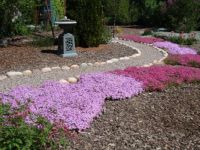 Creeping Phlox and path