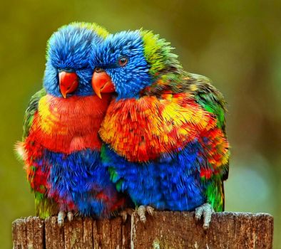 Solve rainbow lorikeets jigsaw puzzle online with 132 pieces