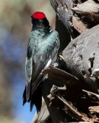 Acorn Woodpecker, North Shore 3 Trail, San Diego, California