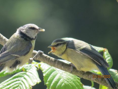 Young Bluetit being fed by parent