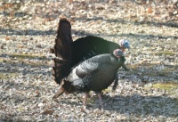 DSC_5285 Backyard wild turkeys