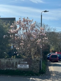 Tulip Tree